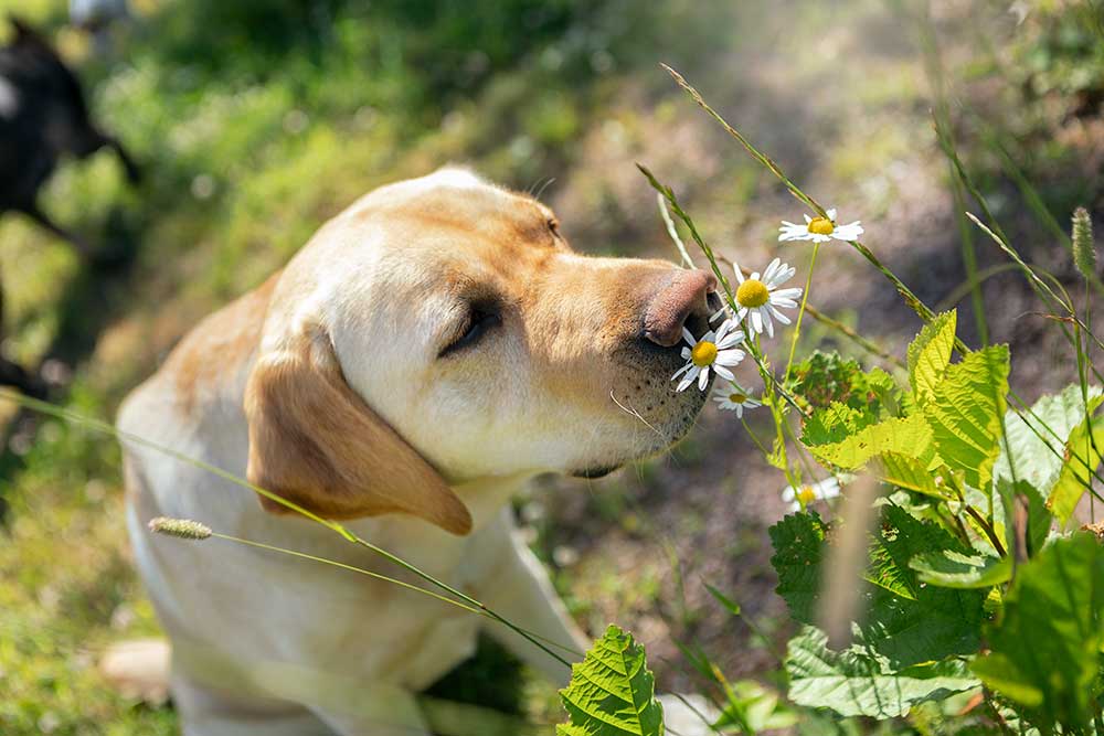 En labrador luktar på en blomma