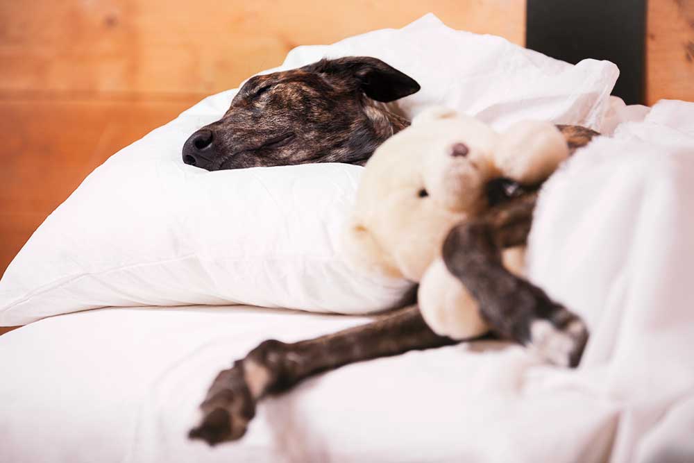 en hund ligger nerbäddad i en säng och sover