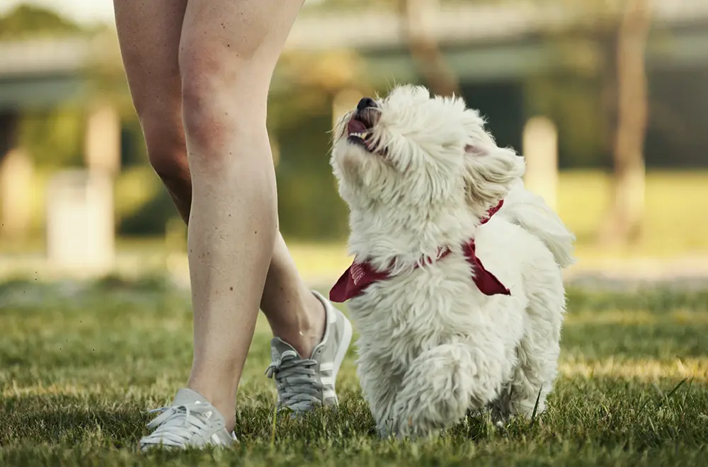 en hund som går i fotposition bredvid sin förare