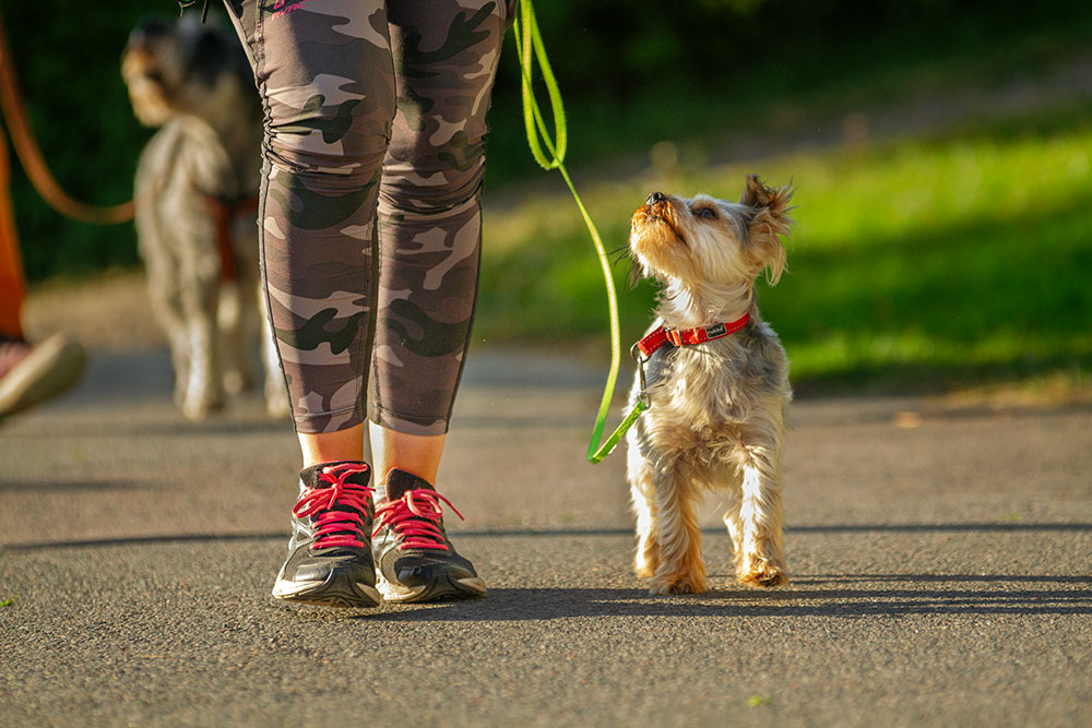 en hund som går fint i koppel