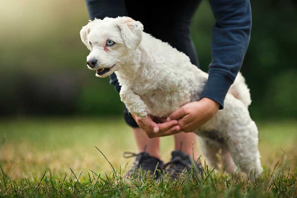 en hund som hoppar genom förarens armar